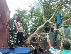 Personil Polsek Balaraja melakukan Evakuasi Pohon Tumbang di Sukamurni Balaraja