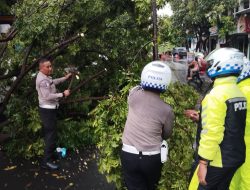 Satlantas Polres Kediri Bersihkan Pohon Tumbang Yang Menutupi Jalan Raya