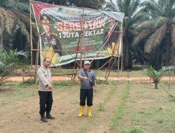 Bhabinkamtibmas Polsek Rambutan Cek Tanaman Jagung di Desa Suka Pindah