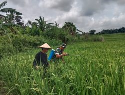 Babinsa Desa Kubang Bantu Pak Tani Lakukan Penyemprotan Hama Padi