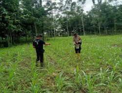 Anggota Polsek Rambutan Tinjau Tanaman Jagung Milik Bapak Nurkafidin di Desa Menten
