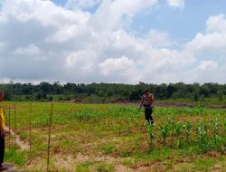 Kanit Binmas Polsek Rambutan Bersama Bhabinkamtibmas Cek Tanaman Jagung di Desa Gelebak Dalam