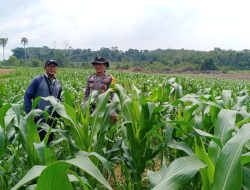 Bhabinkamtibmas Polsek Rambutan Rutin Melaksanakan Pendampingan Perawatan Tanaman Jagung