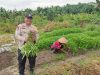 Bhabinkamtibmas dan Warga di Kampung pinang Sebatang Timur Panen Kangkung Dukung Ketahanan Pangan.