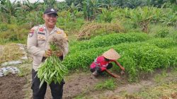 Bhabinkamtibmas dan Warga di Kampung pinang Sebatang Timur Panen Kangkung Dukung Ketahanan Pangan.