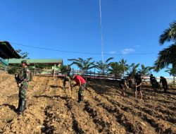 Sejahterakan Masyarakat, Satgas Yonif 141/AYJP Menanam Jagung