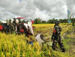 Tingkatkan Kesejahteraan Warga Perbatasan, Satgas 141/AYJP Panen Raya Padi