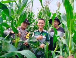 Pantau Tanaman Jagung, Aipda Fkomsija Pastikan Tanaman Tumbuh Dengan Baik dan Siap Panen