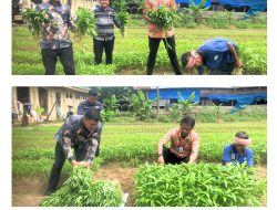 TERUS JALANKAN PROGRAM AKSELERASI MENTERI IMIPAS : WARGA BINAAN LAPAS BANGKINANG KEMBALI PANEN SAYUR KANGKUNG