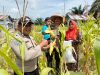 Kapolsek Tualang Pimpin Panen Raya Jagung di Kampung Pinang Sebatang, Dukung Program Ketahanan Pangan