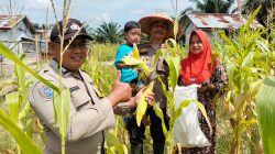 Kapolsek Tualang Pimpin Panen Raya Jagung di Kampung Pinang Sebatang, Dukung Program Ketahanan Pangan